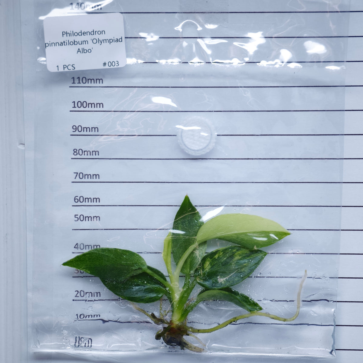 Philodendron pinnatifidum Olympiad Variegated - Tissue culture (1plant/bag)