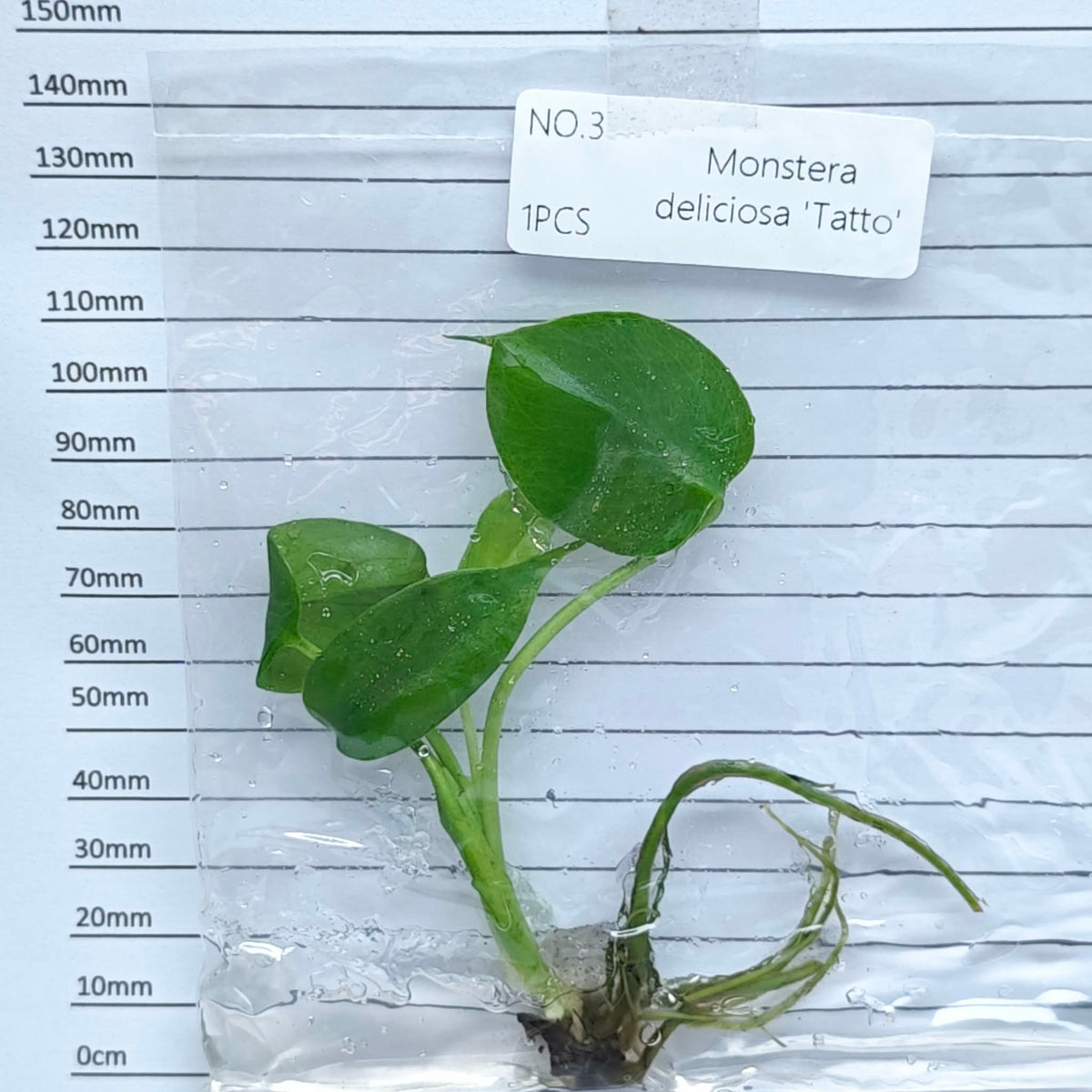 Monstera Tattoo (1plant/bag) - Tissue culture
