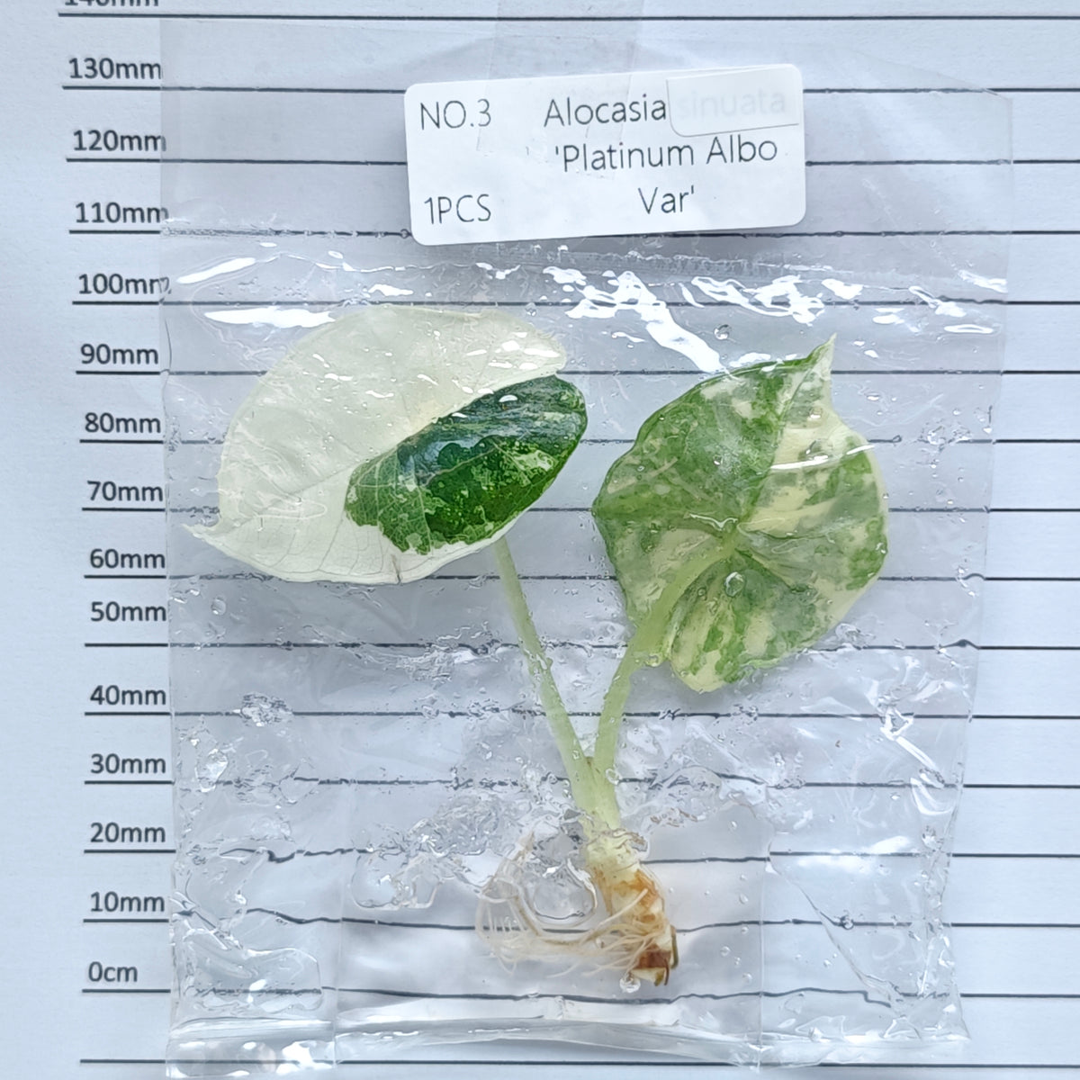 Alocasia Bisma Albo/ Platinum Albo Variegated (1plant/bag) - Tissue culture