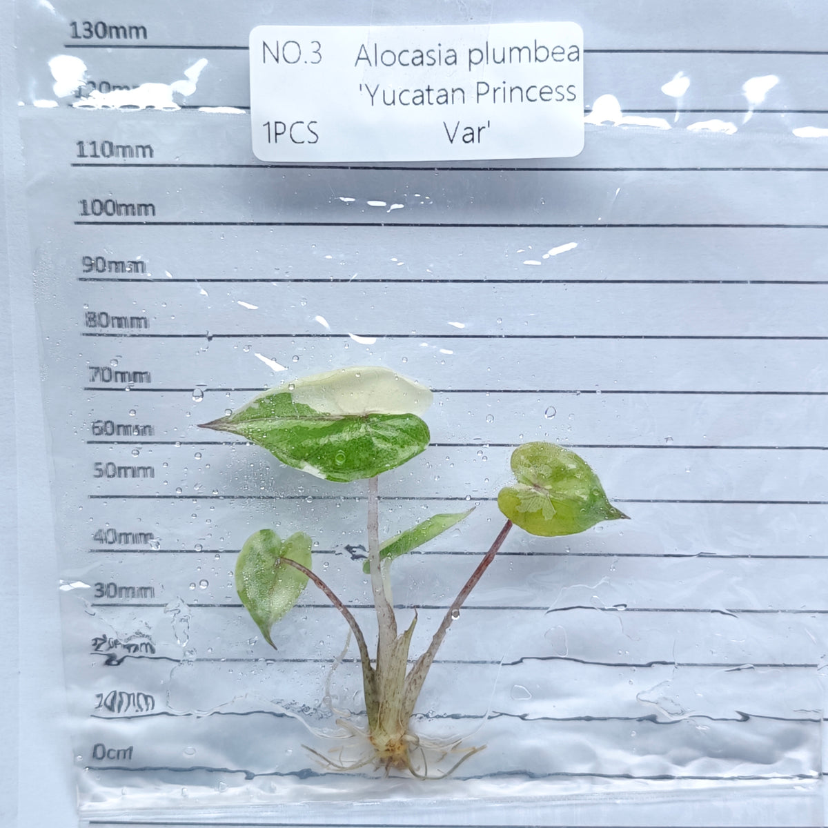 Alocasia Yucatan Princess Pink Variegated (1plant/bag) - Tissue culture