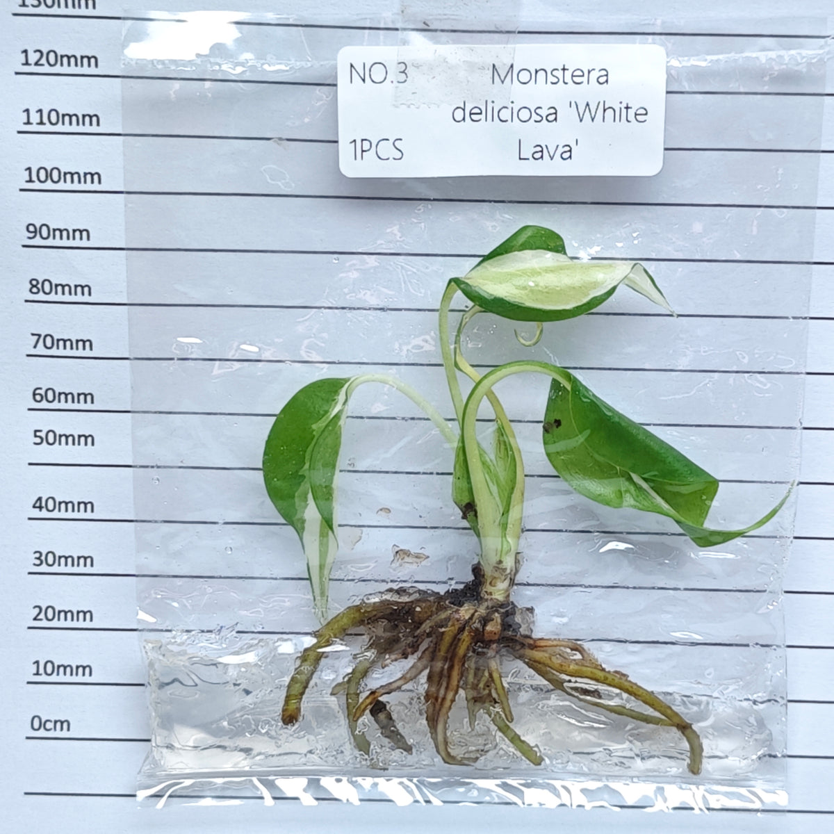 Monstera White Lava (1plant/bag) - Tissue culture