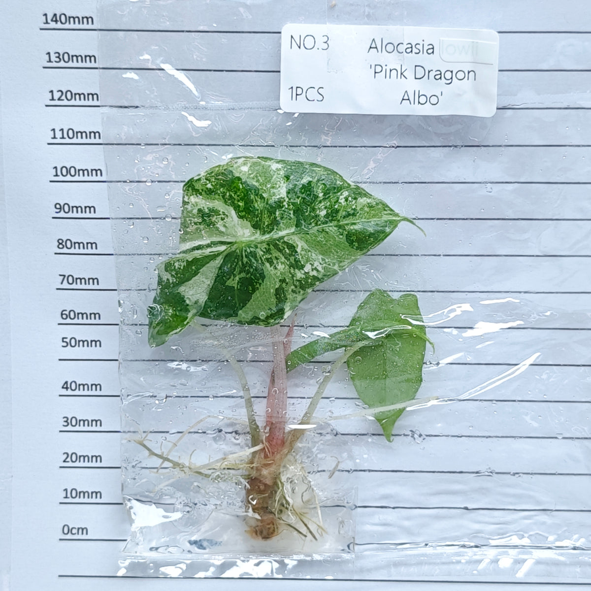 Alocasia Pink Dragon Albo/Pink Variegated (1plant/bag) - Tissue culture