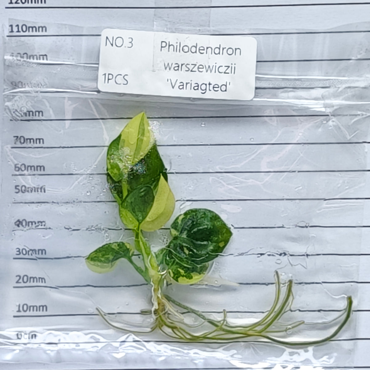 Philodendron warscewiczii variegated (1plant/bag) - Tissue culture