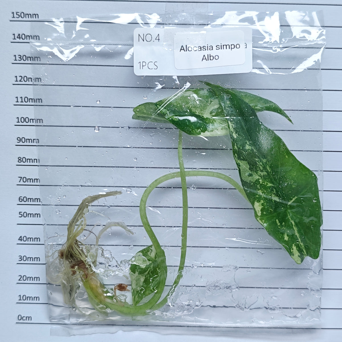 Alocasia Simpo Albo Variegated (1plant/bag) - Tissue culture