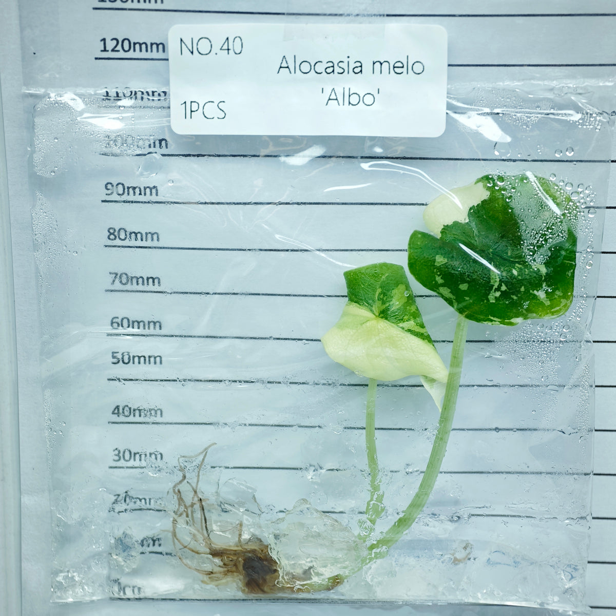 Alocasia melo Albo Variegated (1plant/bag) - Tissue culture