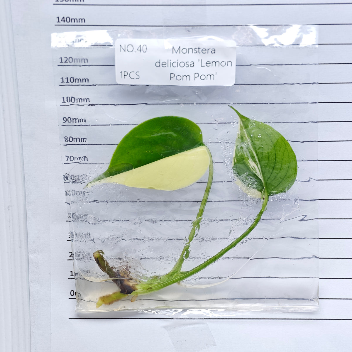 Monstera Lemon Pompom (1plant/bag) - Tissue culture