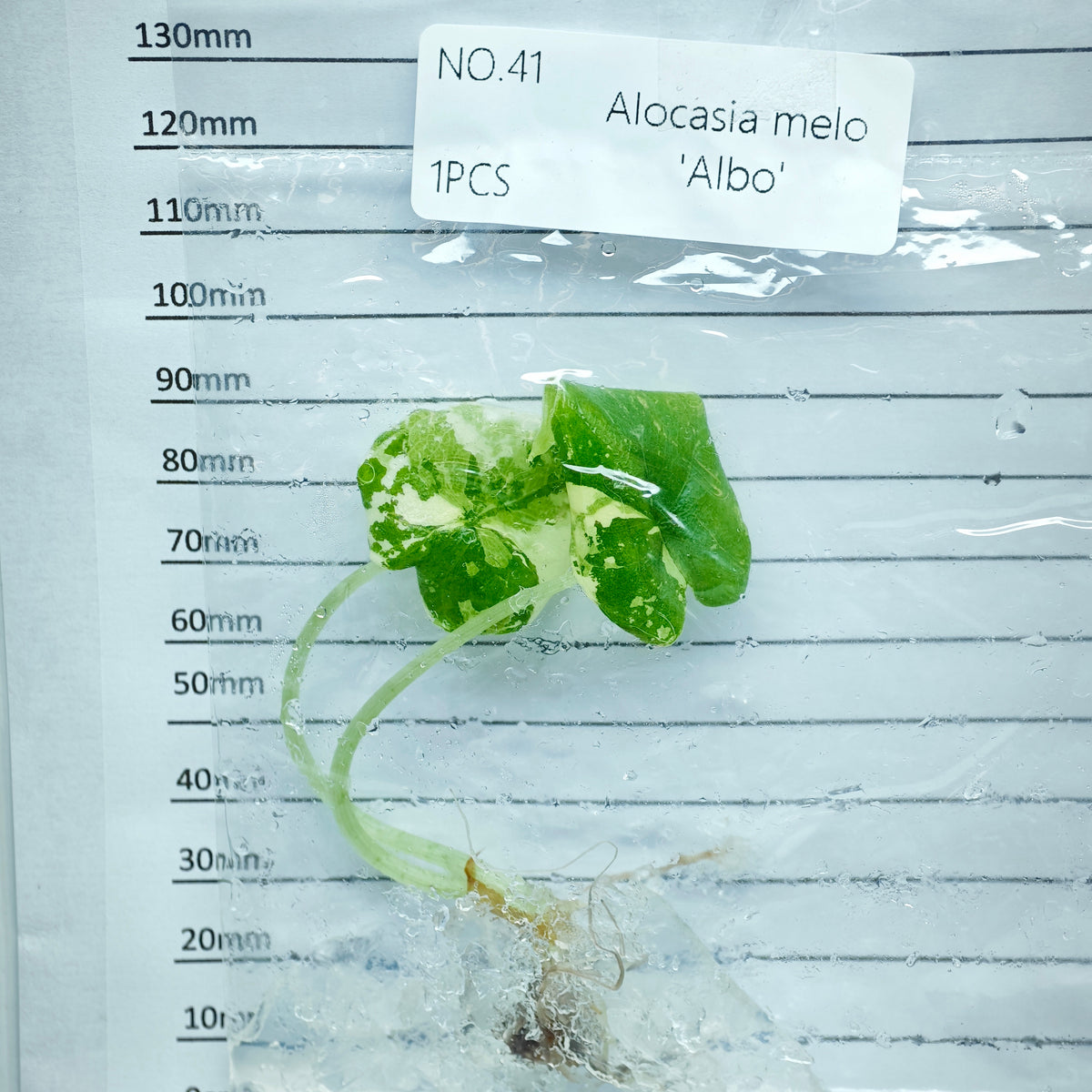 Alocasia melo Albo Variegated (1plant/bag) - Tissue culture