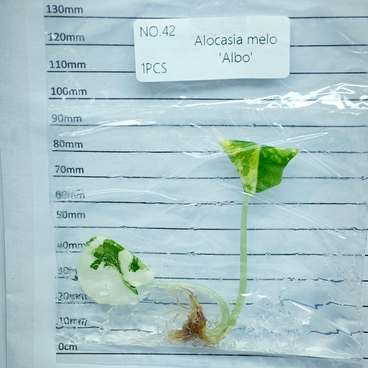 Alocasia melo Albo Variegated (1plant/bag) - Tissue culture