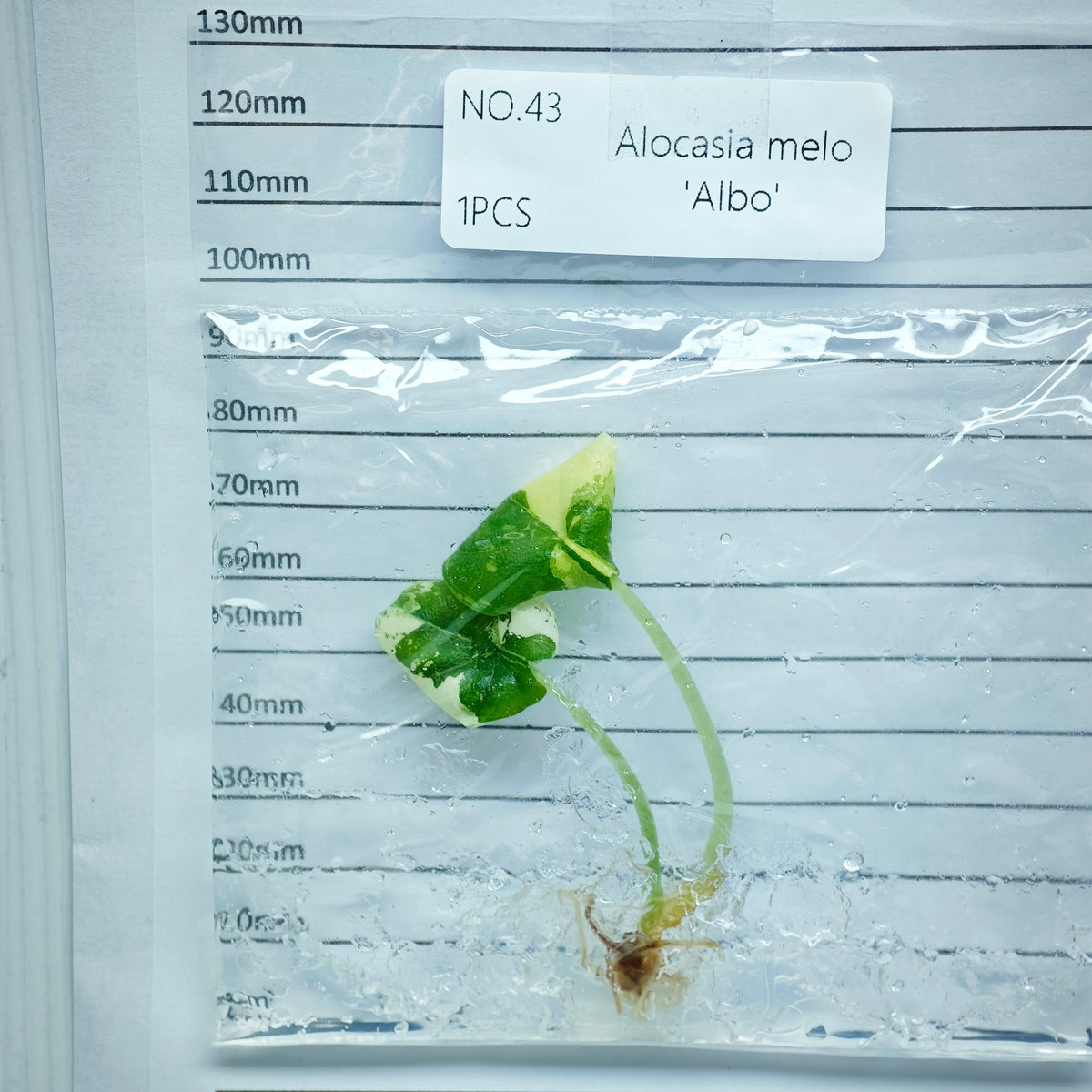 Alocasia melo Albo Variegated (1plant/bag) - Tissue culture