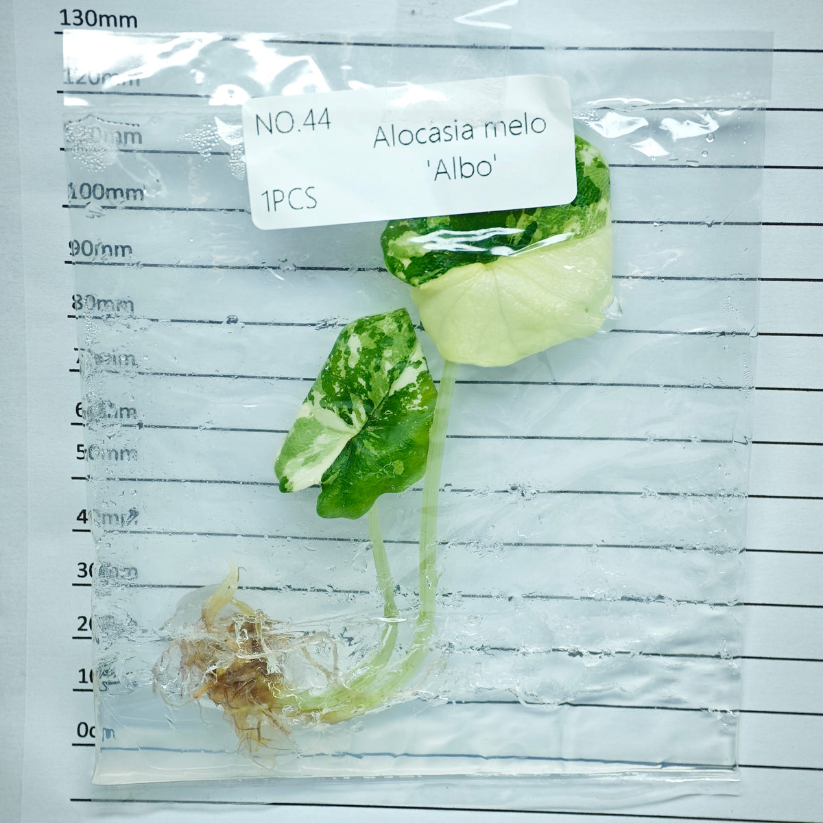 Alocasia melo Albo Variegated (1plant/bag) - Tissue culture