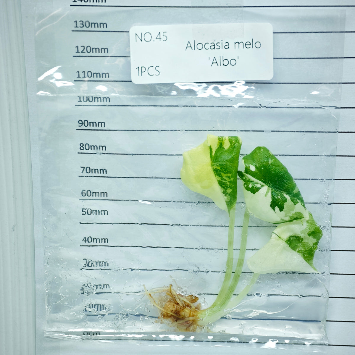 Alocasia melo Albo Variegated (1plant/bag) - Tissue culture