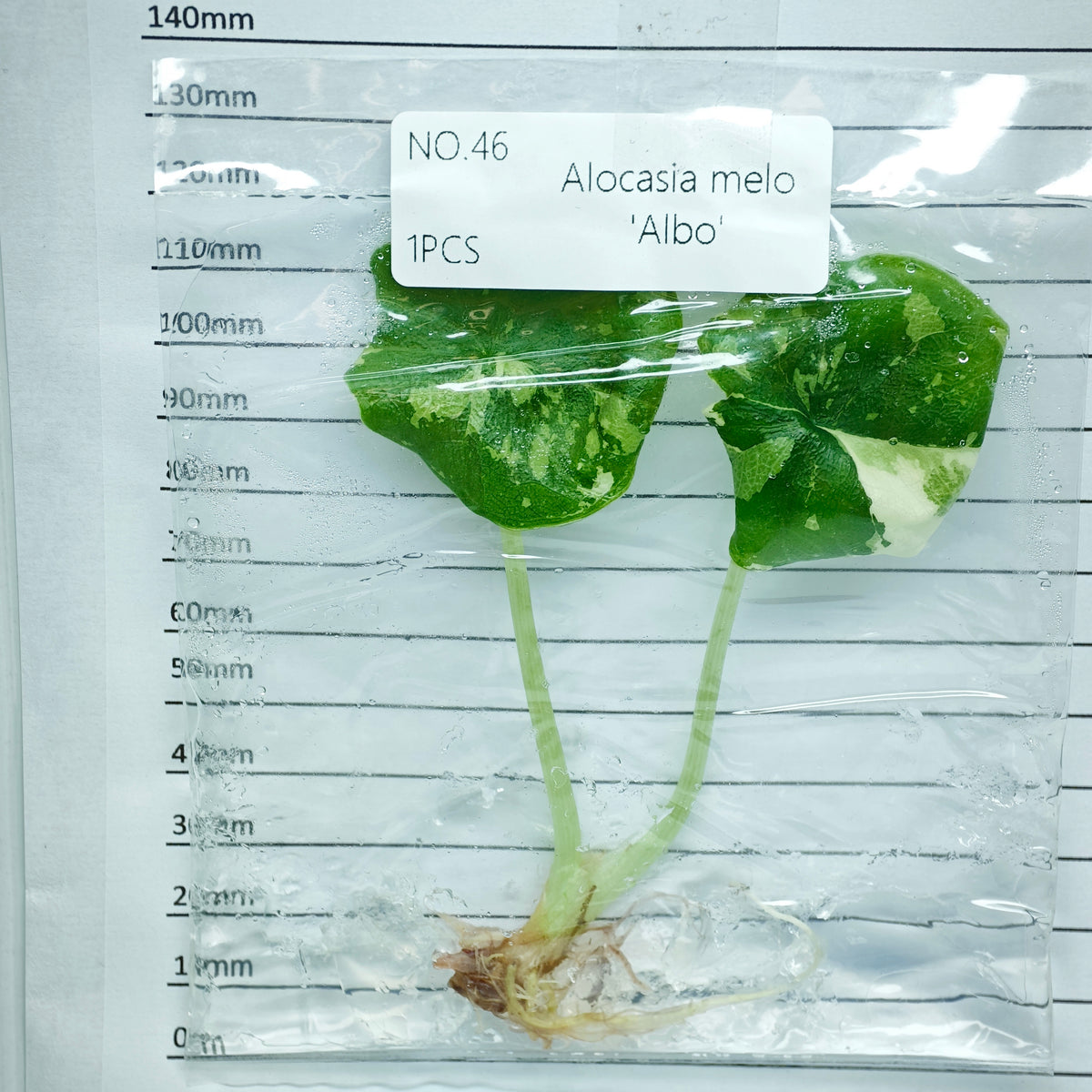 Alocasia melo Albo Variegated (1plant/bag) - Tissue culture