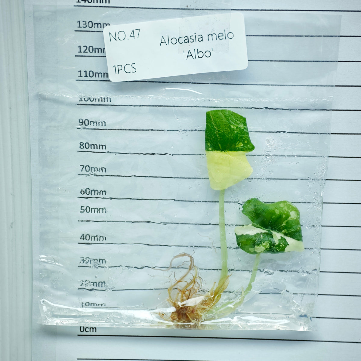 Alocasia melo Albo Variegated (1plant/bag) - Tissue culture