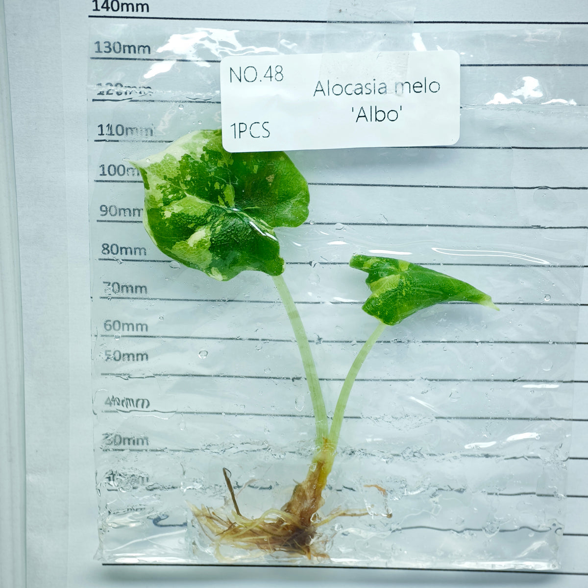 Alocasia melo Albo Variegated (1plant/bag) - Tissue culture