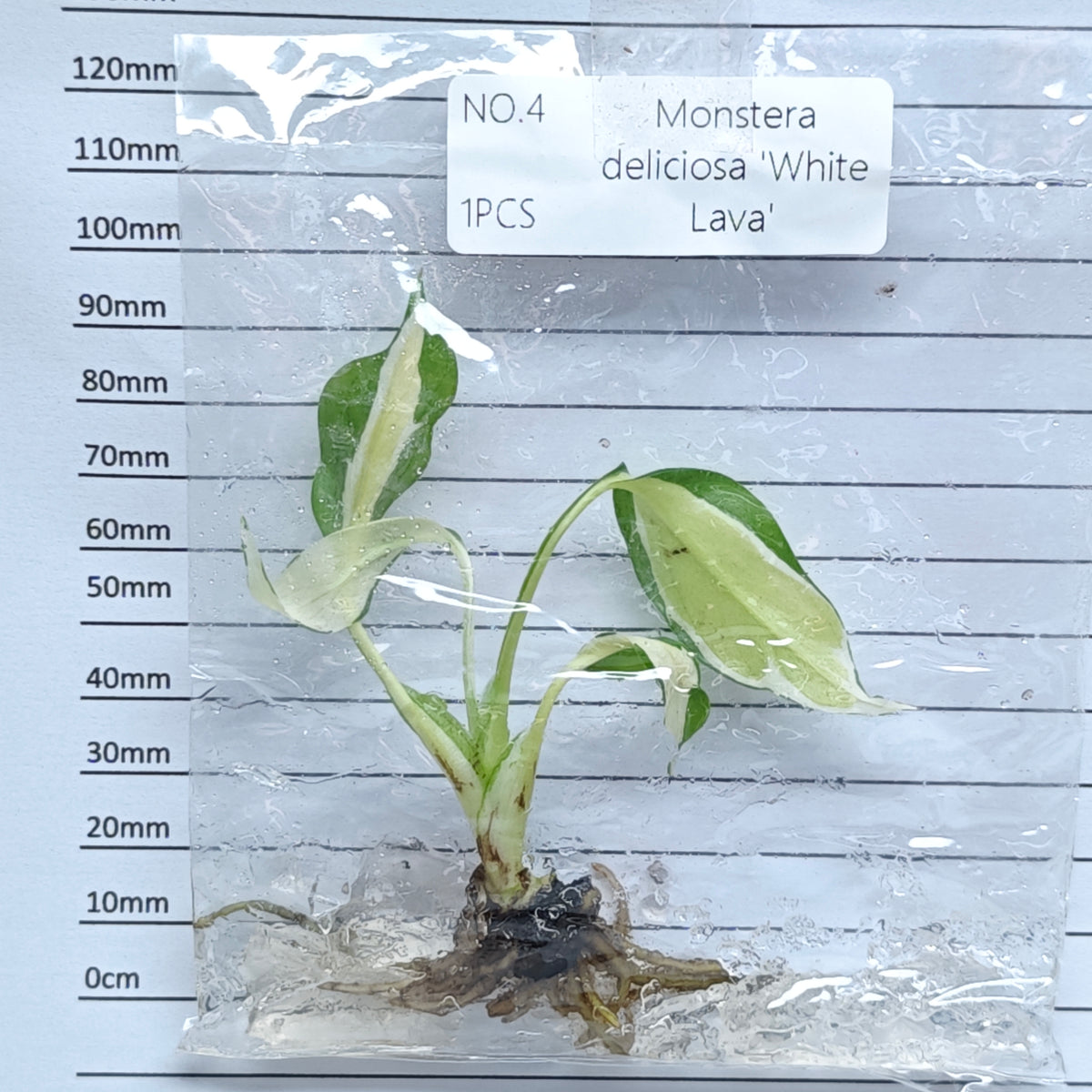 Monstera White Lava (1plant/bag) - Tissue culture