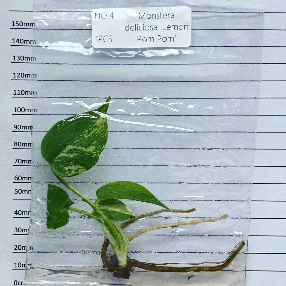 Monstera Lemon Pompom (1plant/bag) - Tissue culture