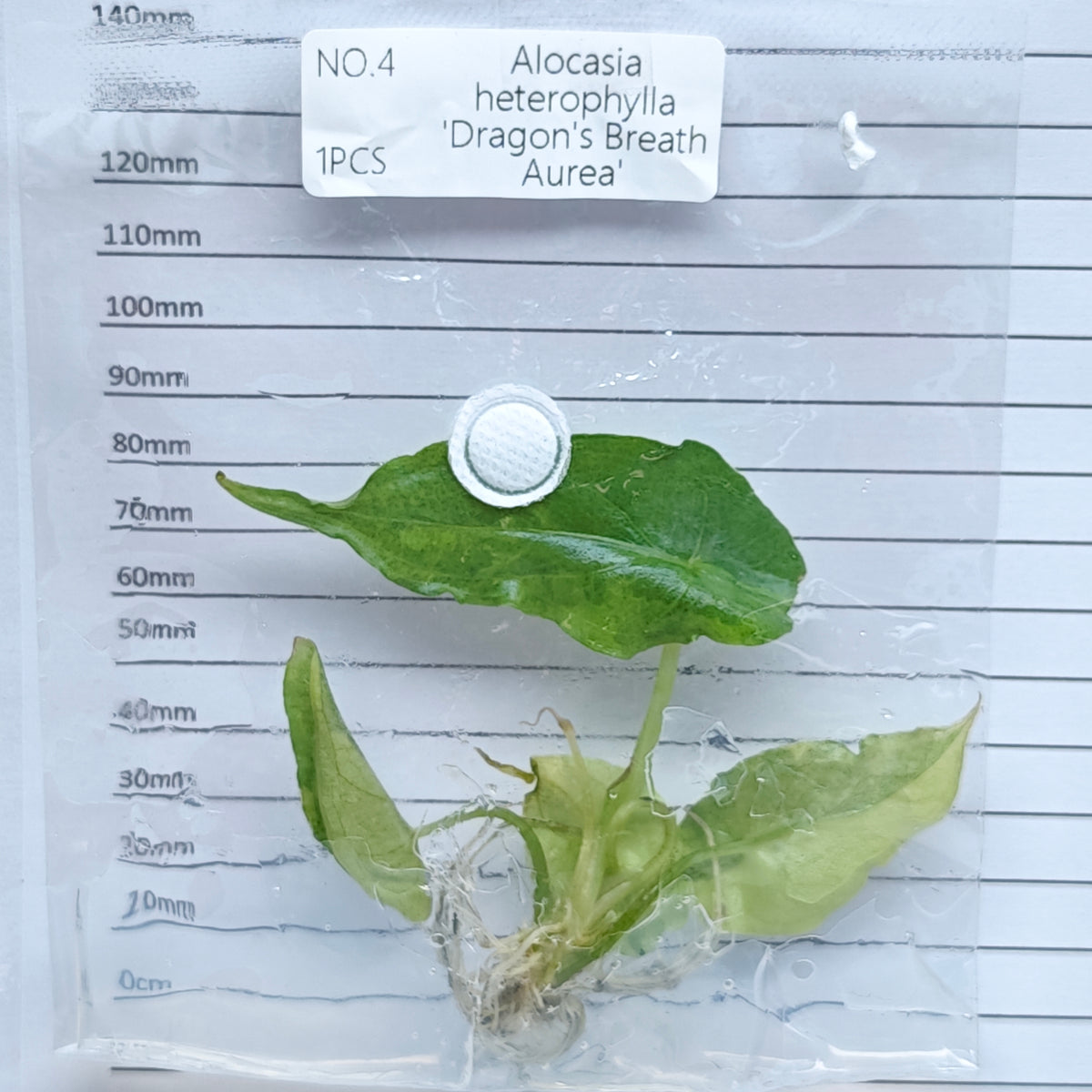 Alocasia heterophylla Dragon’s Breath Aurea Variegated (1plant/bag) - Tissue culture