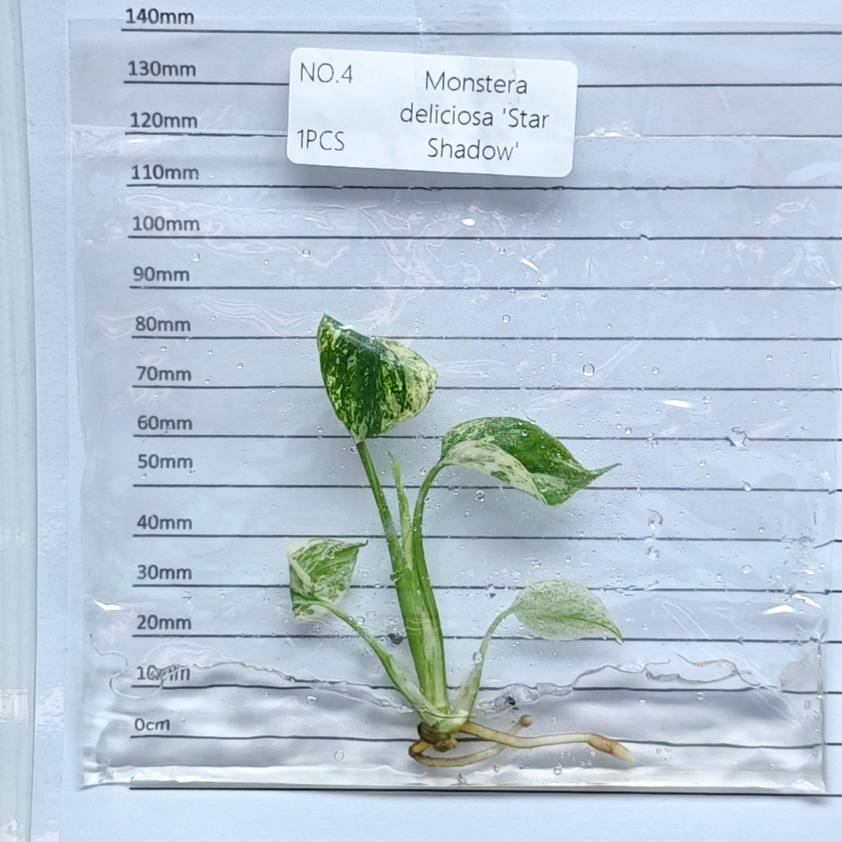 Monstera Star Shadow (1plant/bag) - Tissue culture