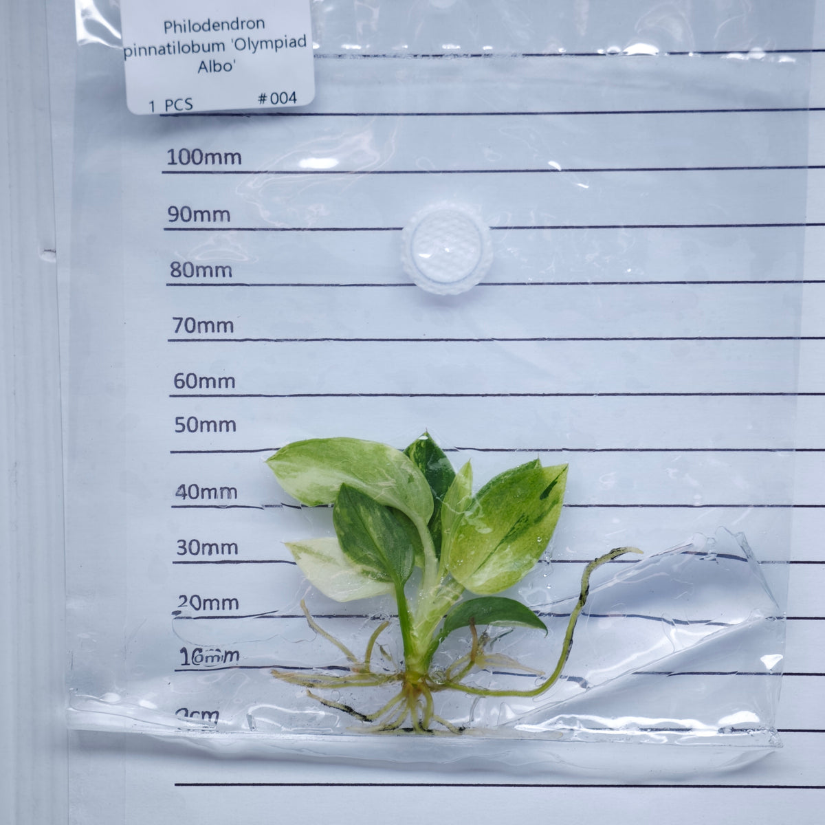 Philodendron pinnatifidum Olympiad Variegated - Tissue culture (1plant/bag)