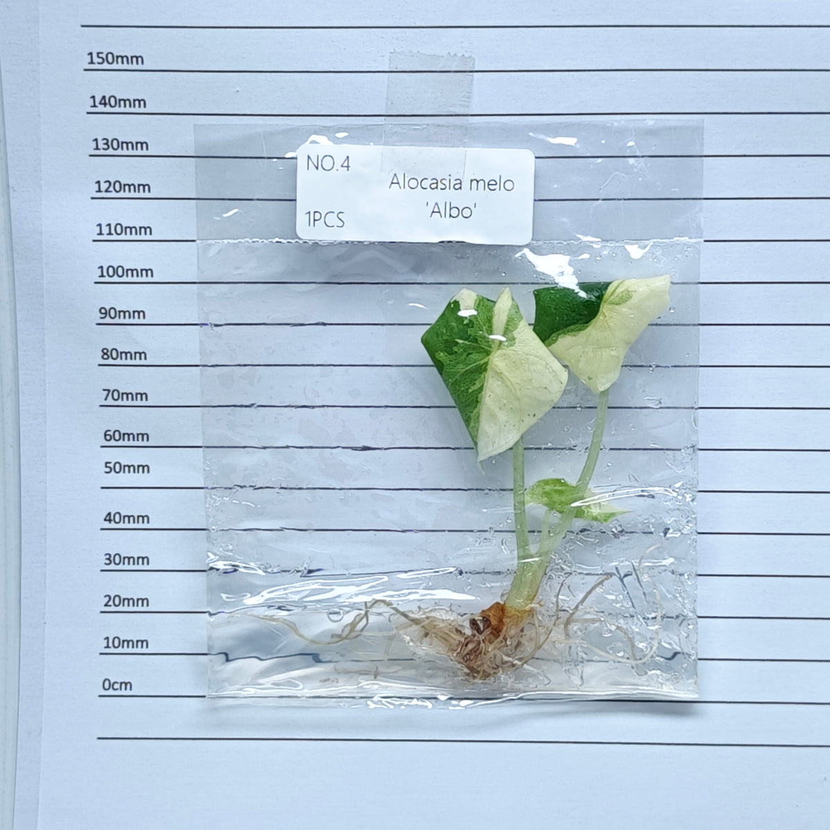 Alocasia melo Albo Variegated (1plant/bag) - Tissue culture