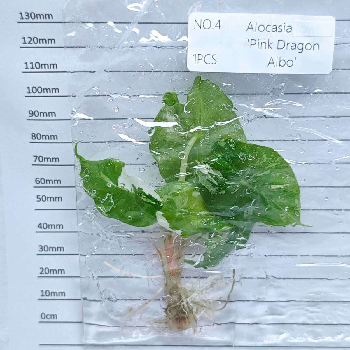 Alocasia Pink Dragon Albo/Pink Variegated (1plant/bag) - Tissue culture