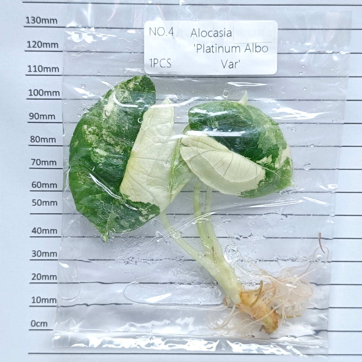 Alocasia Bisma Albo/ Platinum Albo Variegated (1plant/bag) - Tissue culture