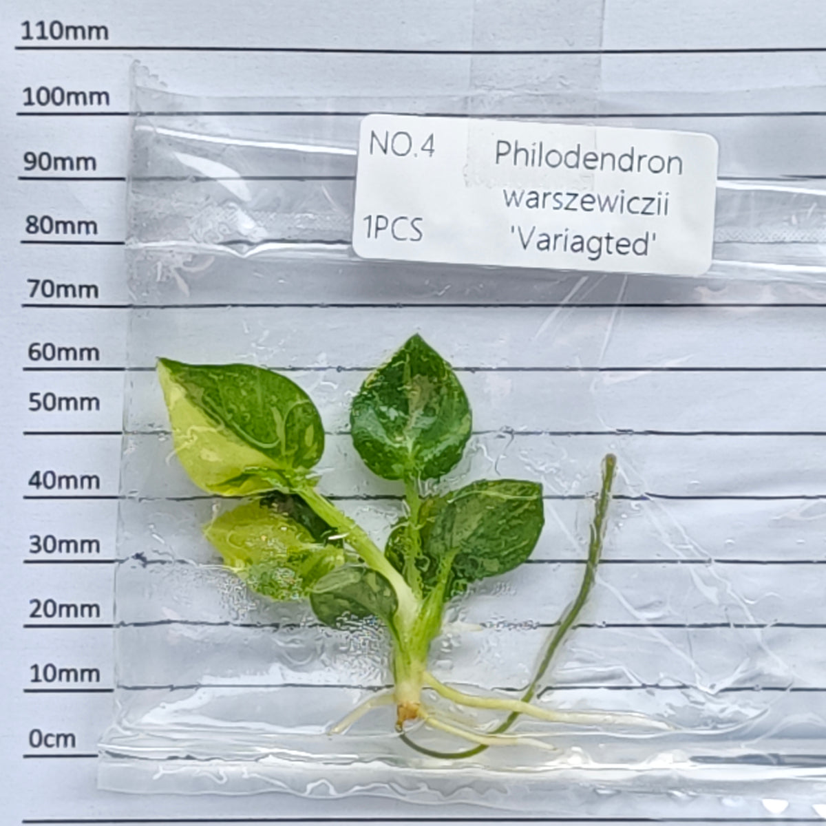 Philodendron warscewiczii variegated (1plant/bag) - Tissue culture