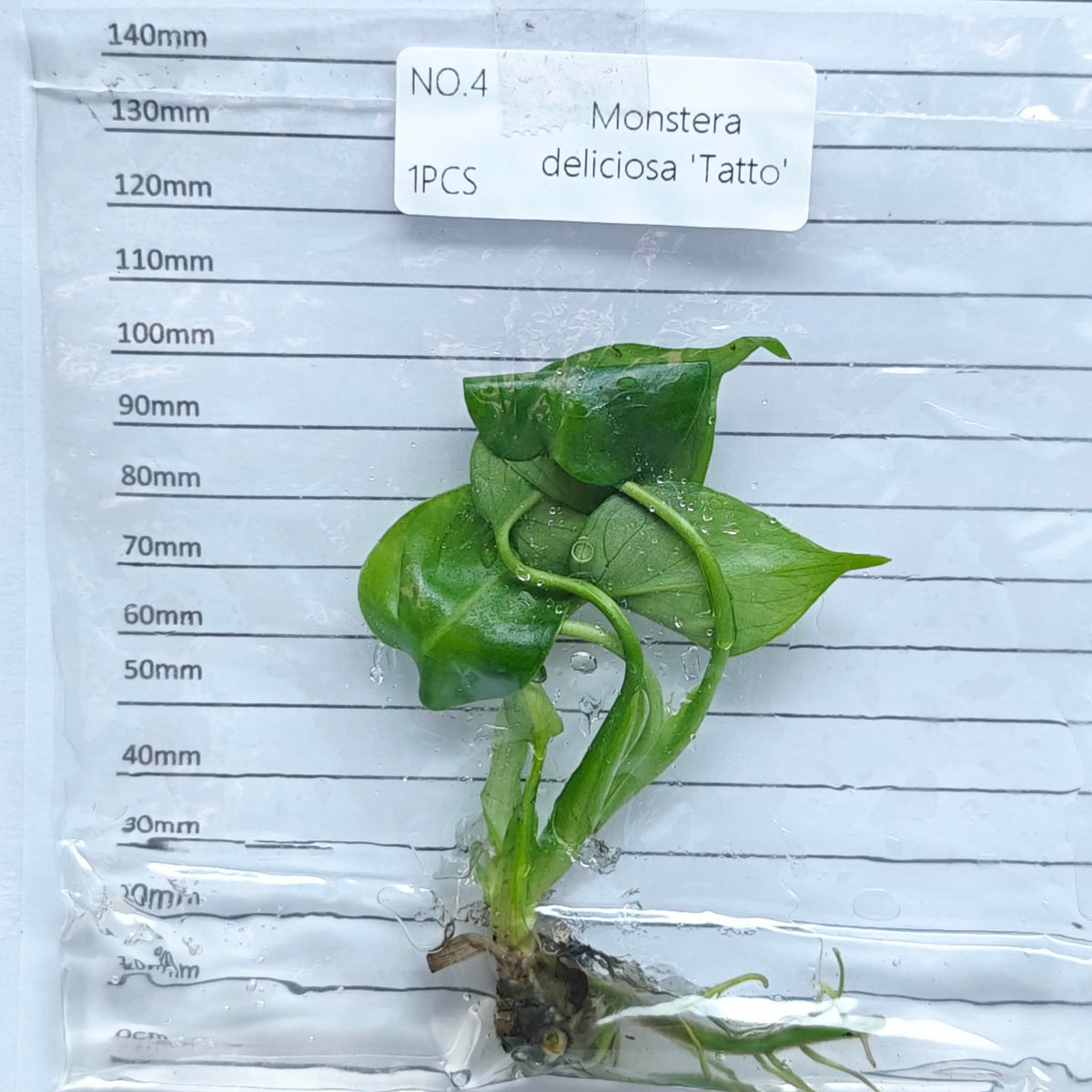 Monstera Tattoo (1plant/bag) - Tissue culture