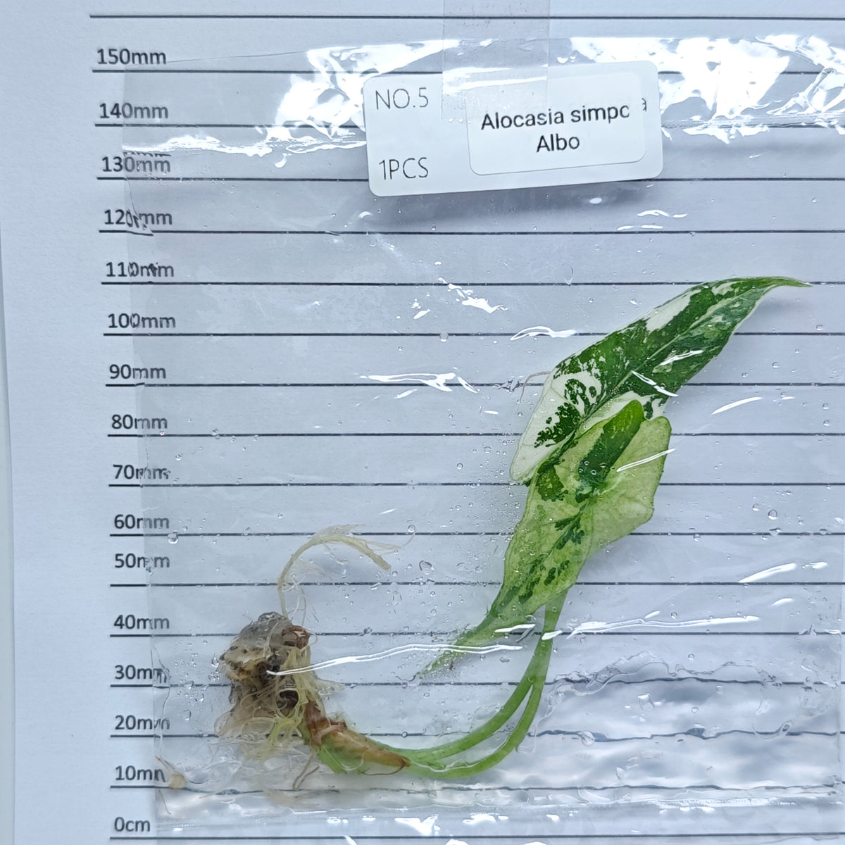 Alocasia Simpo Albo Variegated (1plant/bag) - Tissue culture