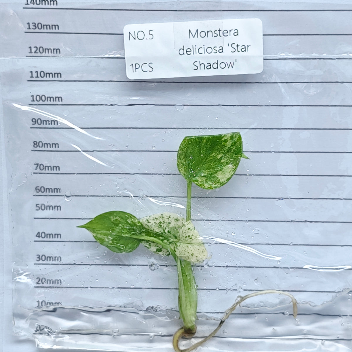 Monstera Star Shadow (1plant/bag) - Tissue culture