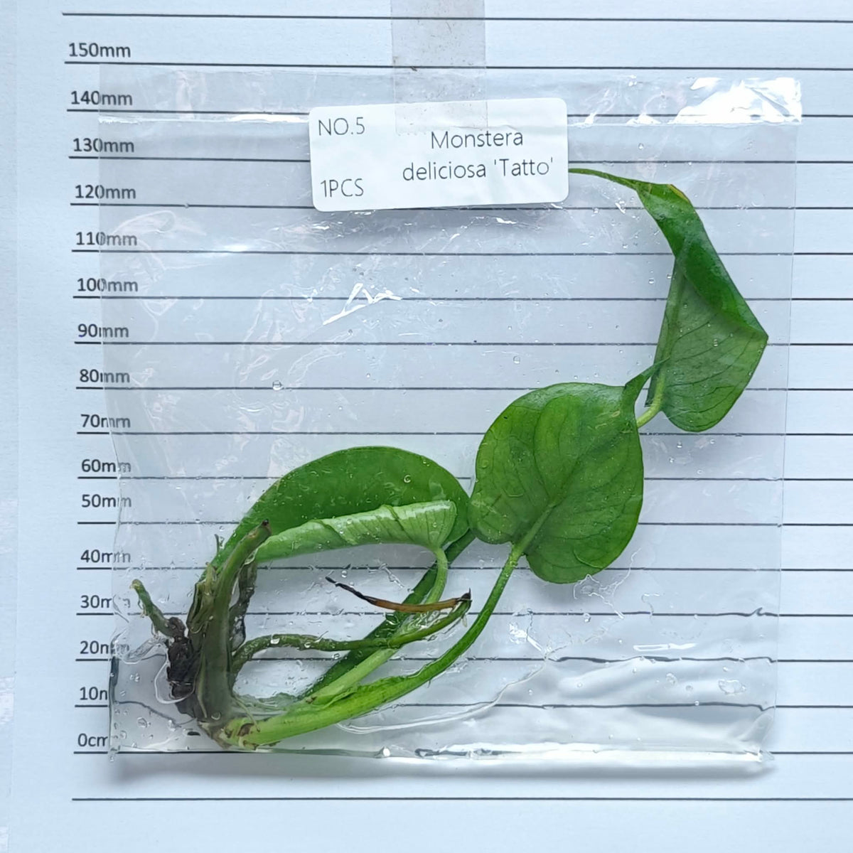 Monstera Tattoo (1plant/bag) - Tissue culture