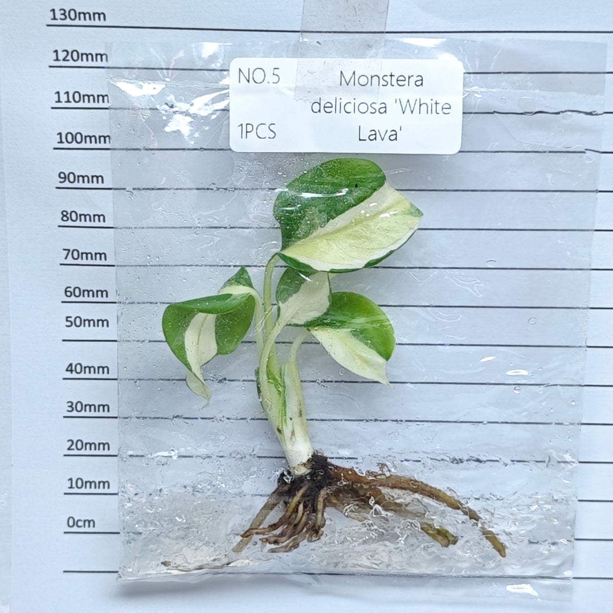 Monstera White Lava (1plant/bag) - Tissue culture