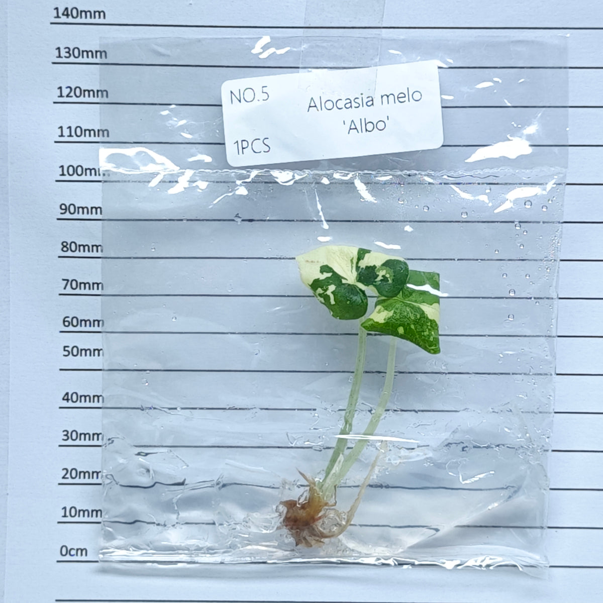 Alocasia melo Albo Variegated (1plant/bag) - Tissue culture