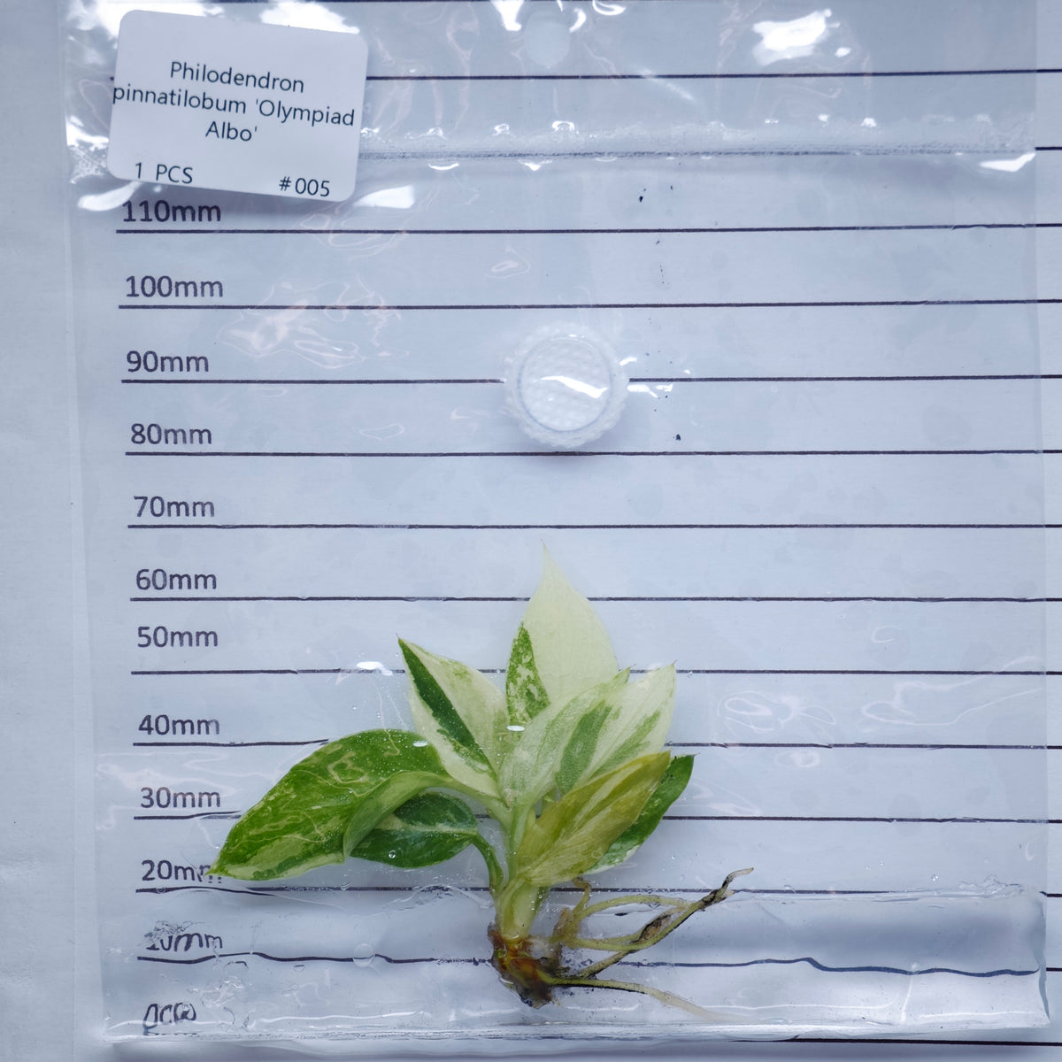 Philodendron pinnatifidum Olympiad Variegated - Tissue culture (1plant/bag)