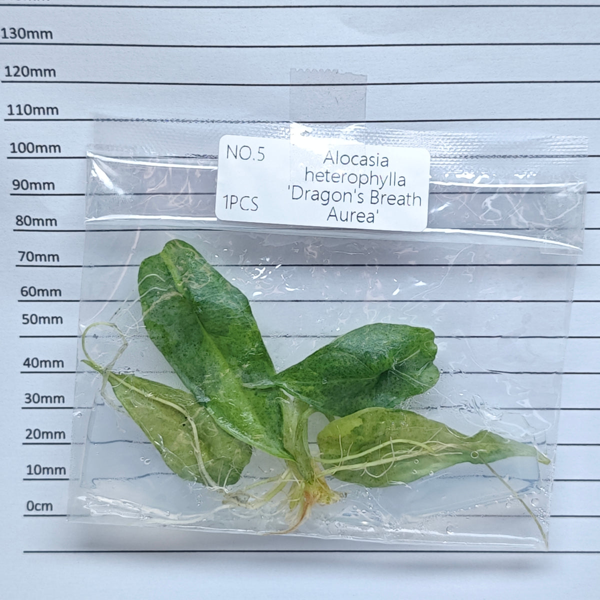 Alocasia heterophylla Dragon’s Breath Aurea Variegated (1plant/bag) - Tissue culture