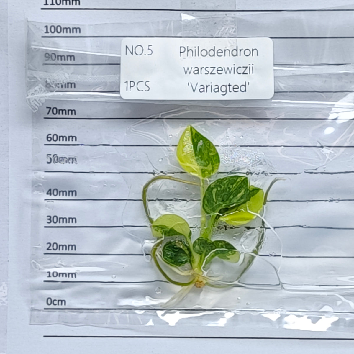 Philodendron warscewiczii variegated (1plant/bag) - Tissue culture