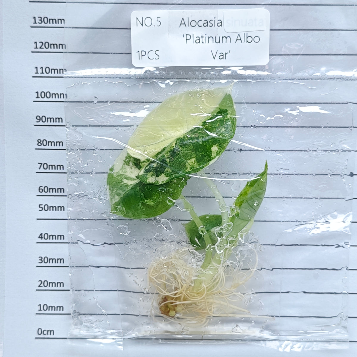 Alocasia Bisma Albo/ Platinum Albo Variegated (1plant/bag) - Tissue culture
