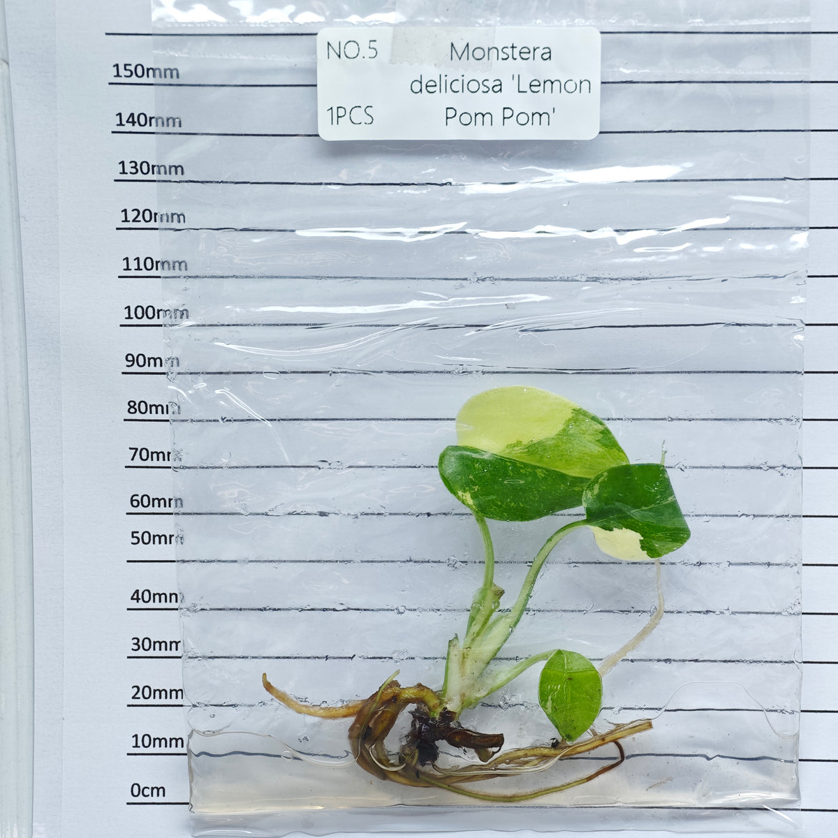 Monstera Lemon Pompom (1plant/bag) - Tissue culture