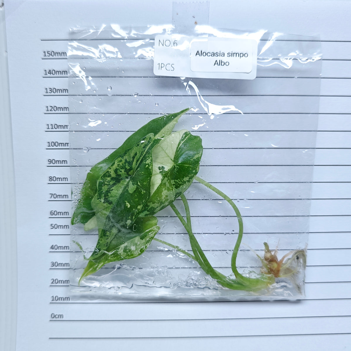 Alocasia Simpo Albo Variegated (1plant/bag) - Tissue culture