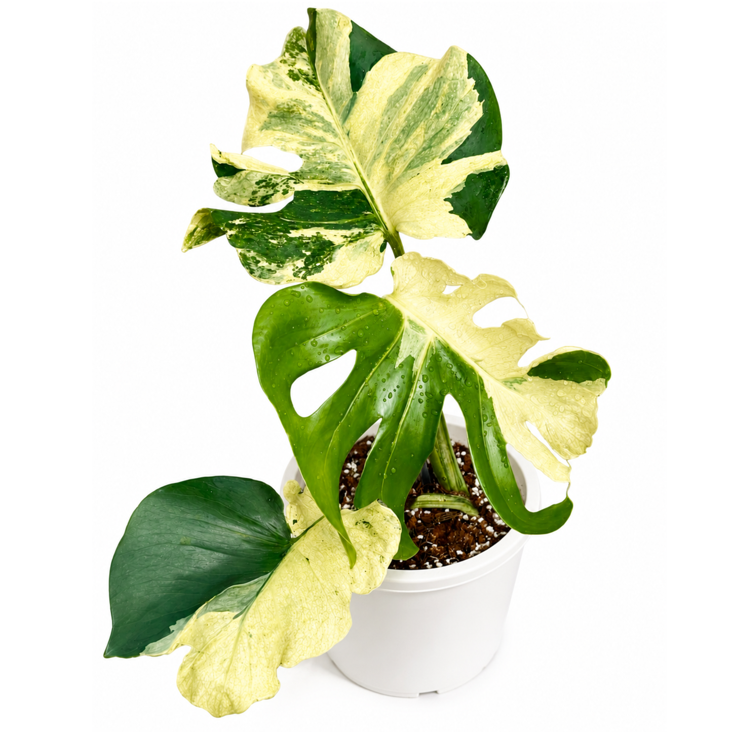 Monstera Ocean Lava (1plant/bag) - Tissue culture