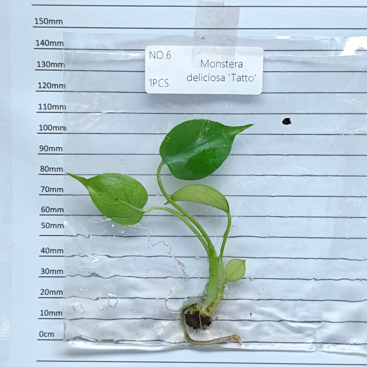 Monstera Tattoo (1plant/bag) - Tissue culture