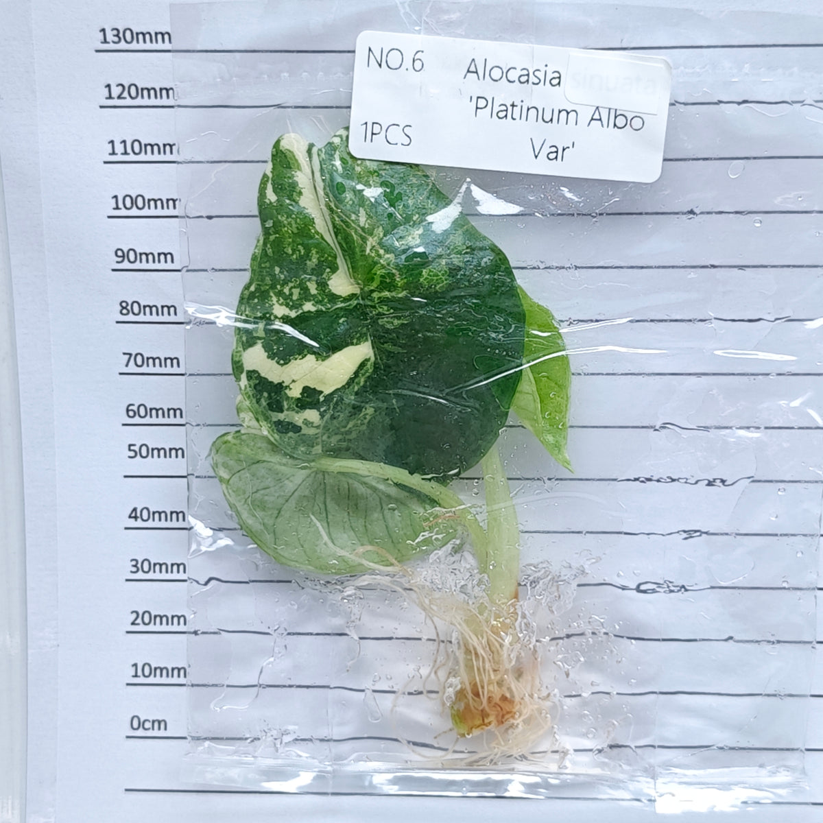 Alocasia Bisma Albo/ Platinum Albo Variegated (1plant/bag) - Tissue culture