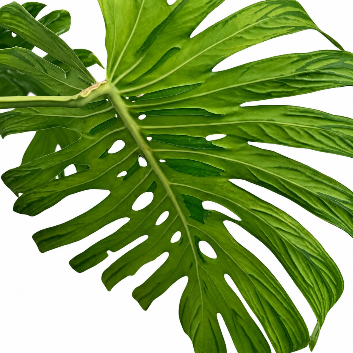 Monstera Tattoo (1plant/bag) - Tissue culture