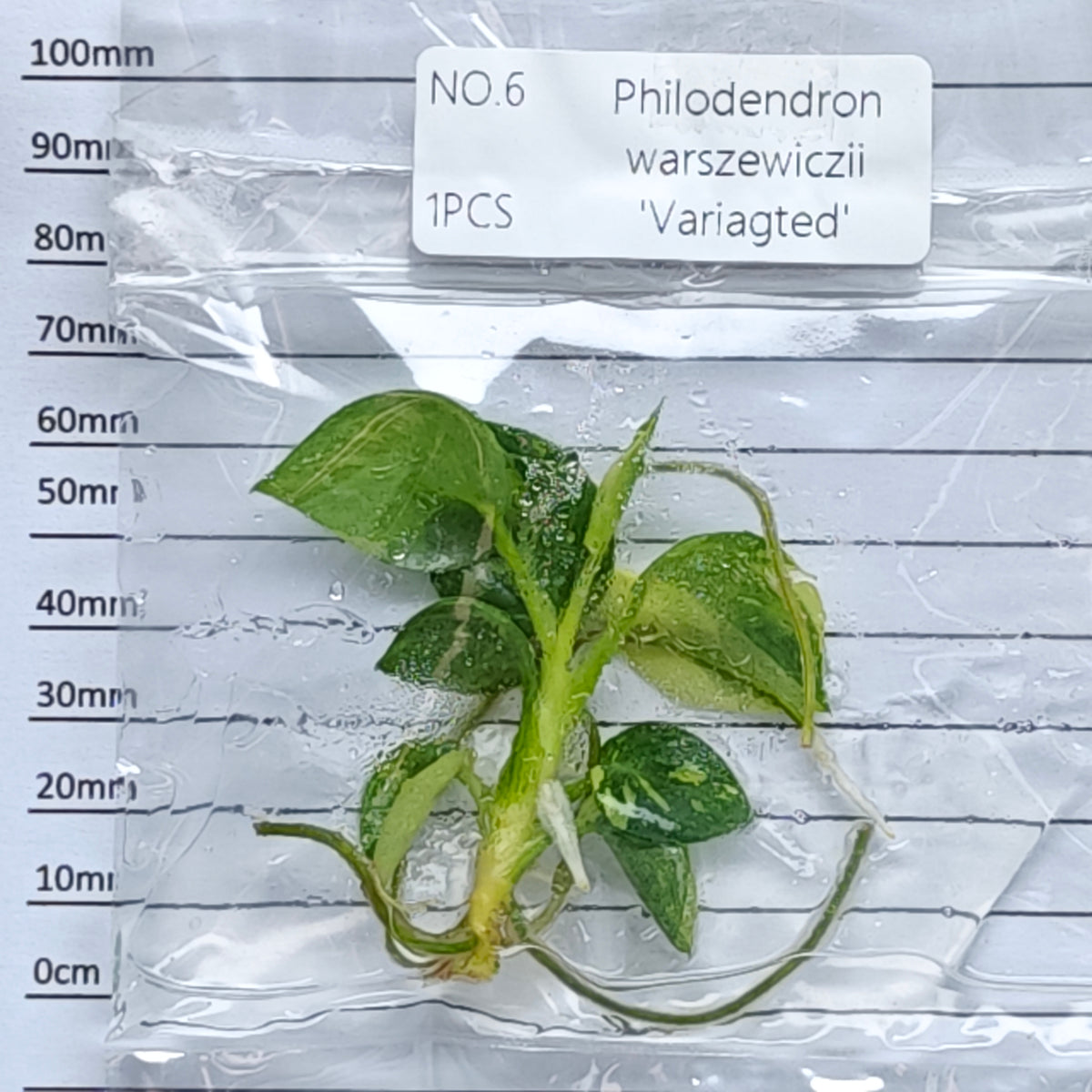 Philodendron warscewiczii variegated (1plant/bag) - Tissue culture