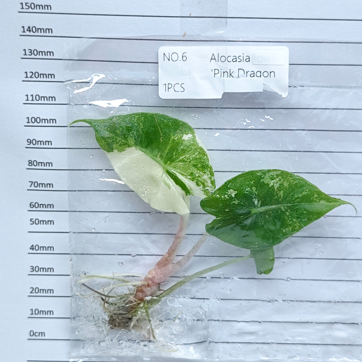 Alocasia Pink Dragon Albo/Pink Variegated (1plant/bag) - Tissue culture