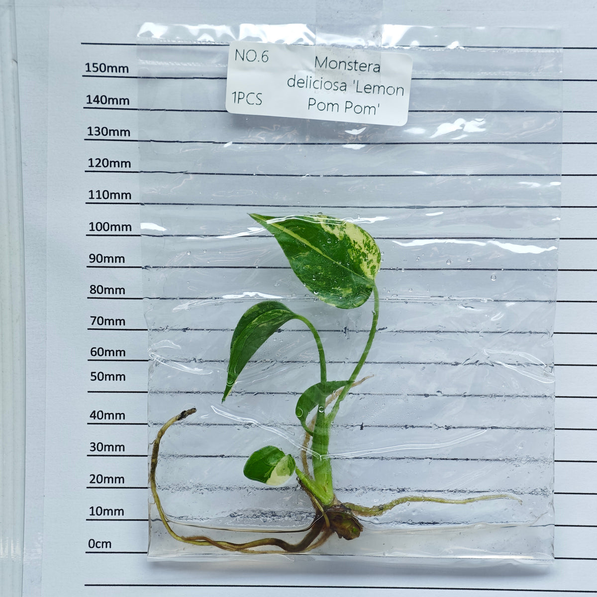 Monstera Lemon Pompom (1plant/bag) - Tissue culture