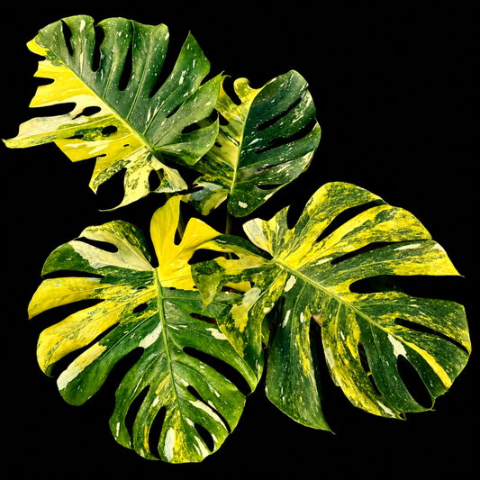 Monstera Miracle / Thai Cons Tricolour (1plant/bag) - Tissue culture