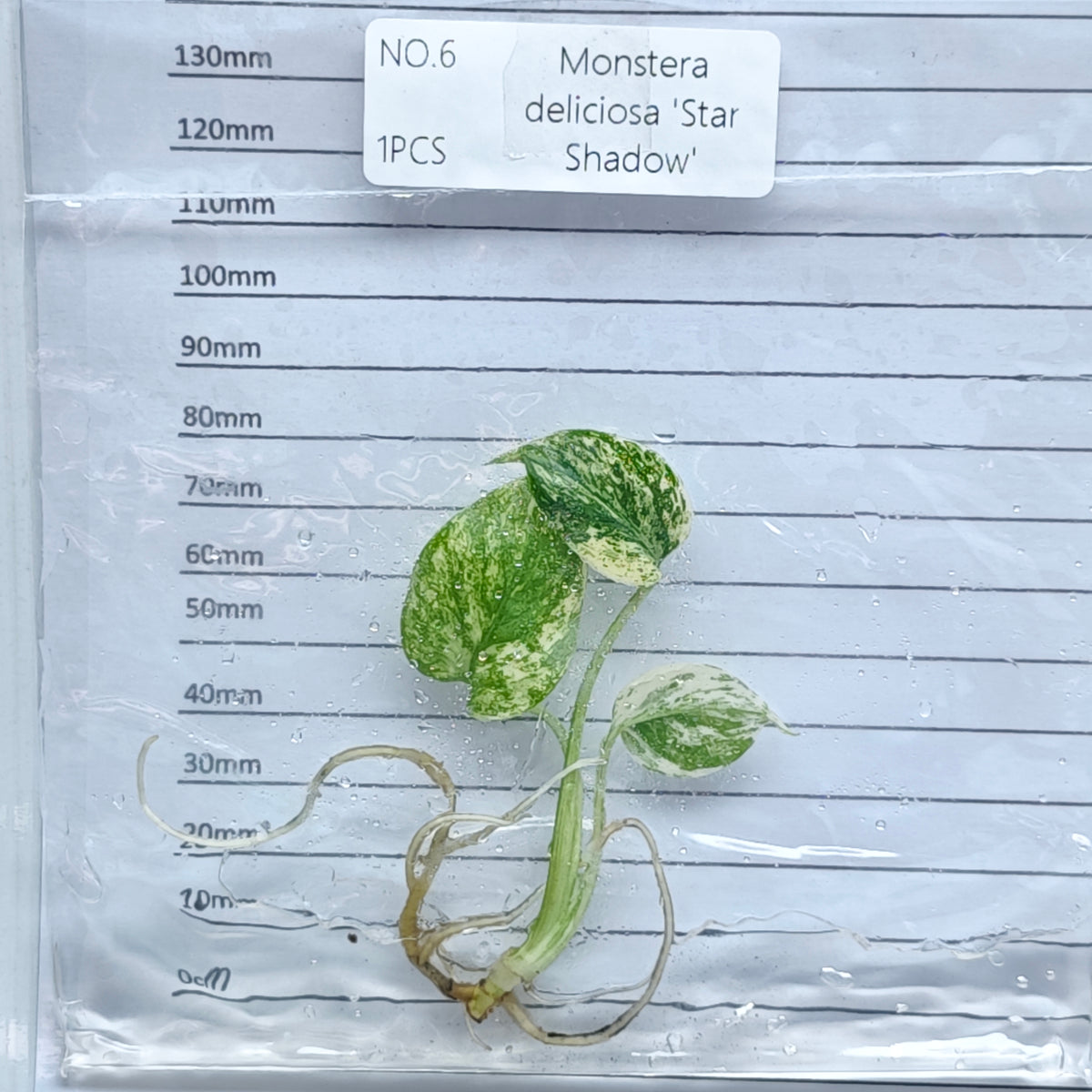 Monstera Star Shadow (1plant/bag) - Tissue culture