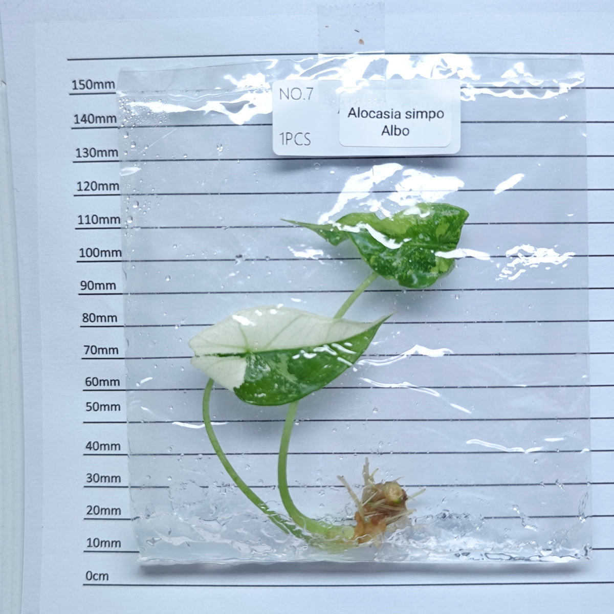 Alocasia Simpo Albo Variegated (1plant/bag) - Tissue culture