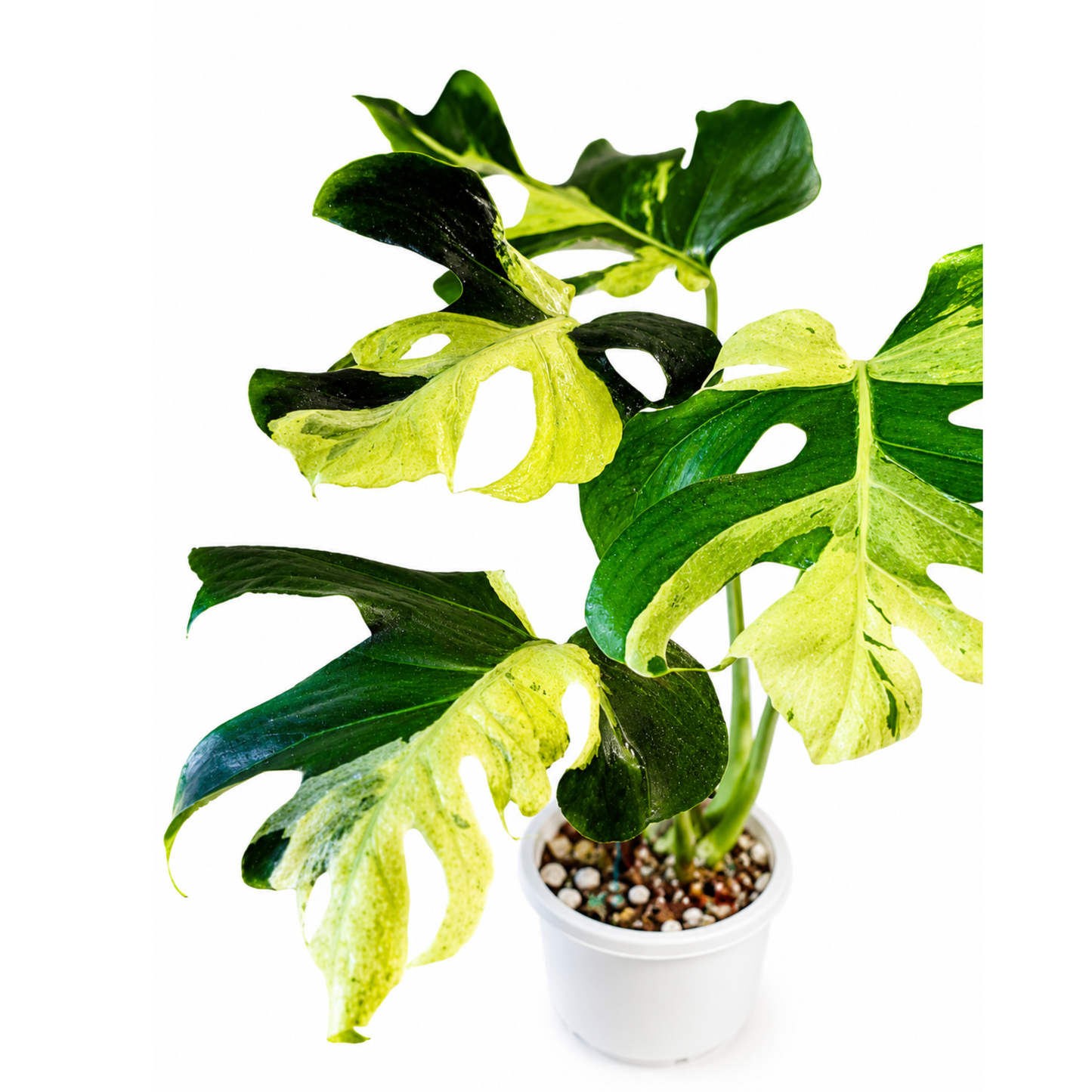 Monstera Ocean Lava (1plant/bag) - Tissue culture